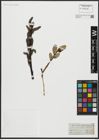 Foto von Salix acutifolia Willd.